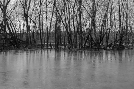 Bomen met natte voeten in de Schuylkill rivier